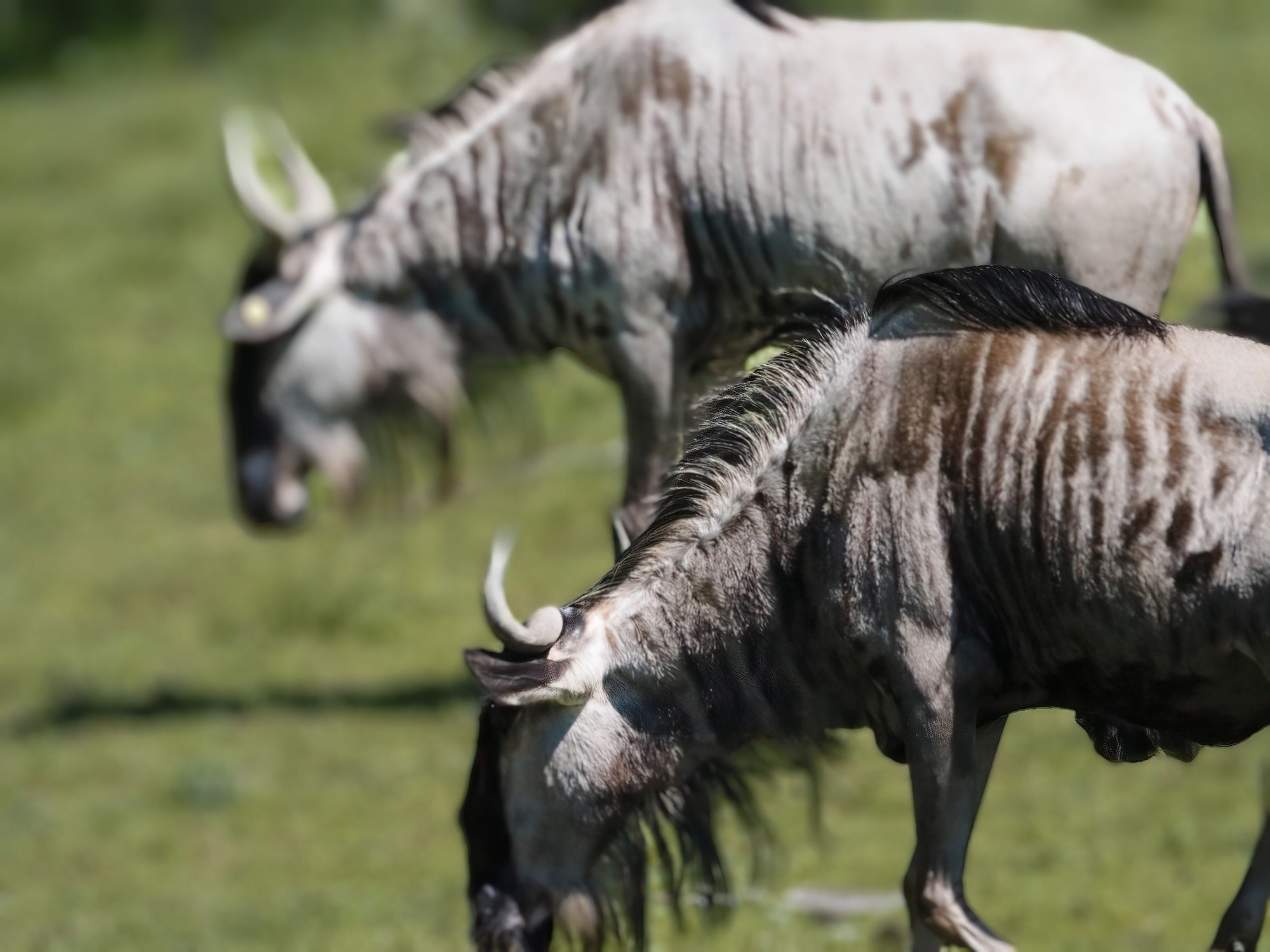 Beautiful shot of wildebeest in the Fort Wayne Zoo in Indiana